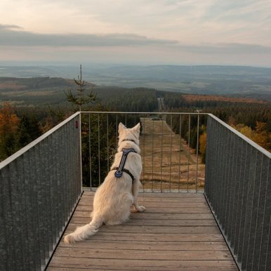 Hundefreundliche Gastgeber in der Nationalpark Region Hunsrück-Hochwald